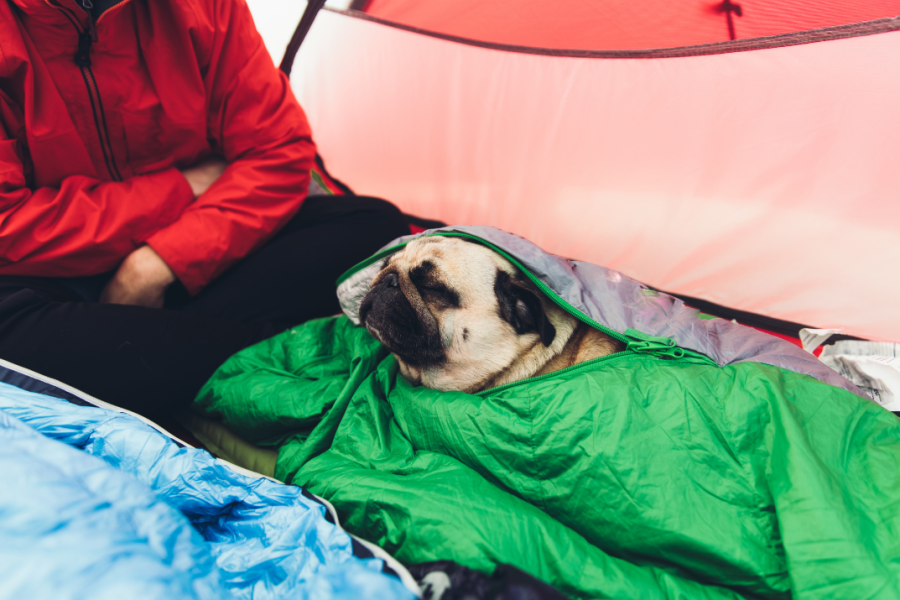 Photo of a pug in a sleeping bag in a tent